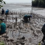 Mageri Laut Wujud Nyata dari SMAN 1 Tayu