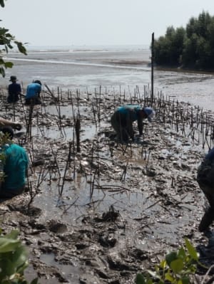 Mageri Laut Wujud Nyata dari SMAN 1 Tayu