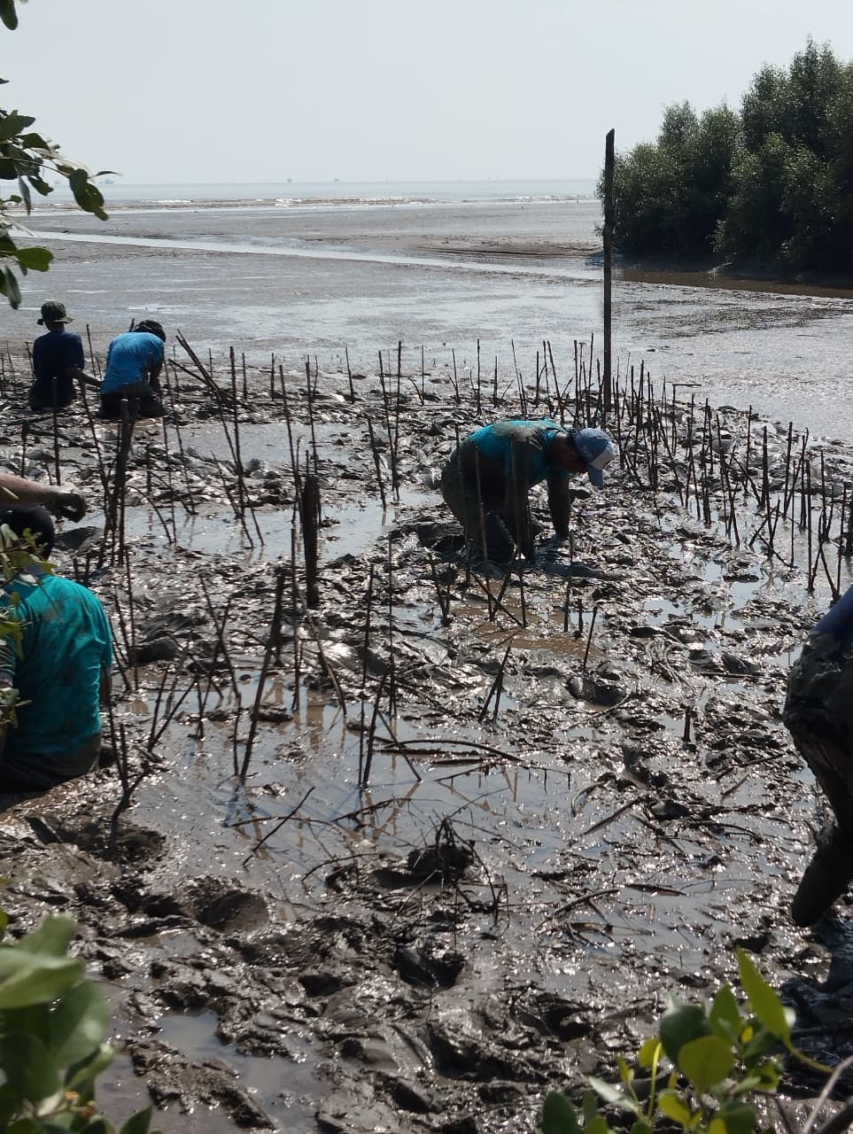 Mageri Laut Wujud Nyata dari SMAN 1 Tayu